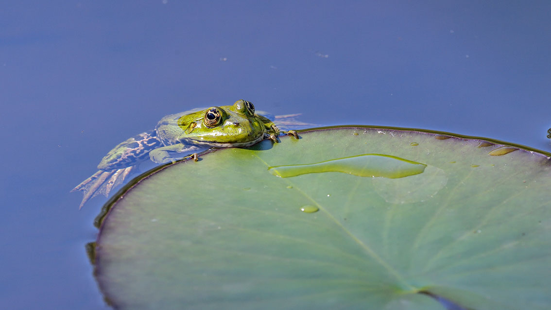 Bartgeier, Gypaète Barbu, Quebrantahuesos, Lämmergeier, Lammergeier, 