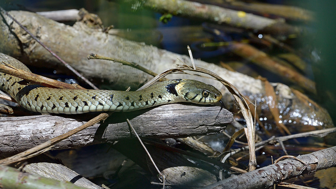 Bartgeier, Gypaète Barbu, Quebrantahuesos, Lämmergeier, Lammergeier, 