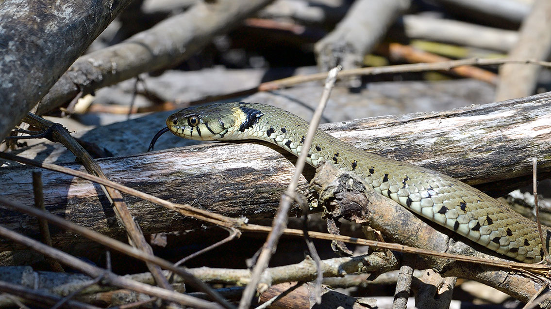 Bartgeier, Gypaète Barbu, Quebrantahuesos, Lämmergeier, Lammergeier, 