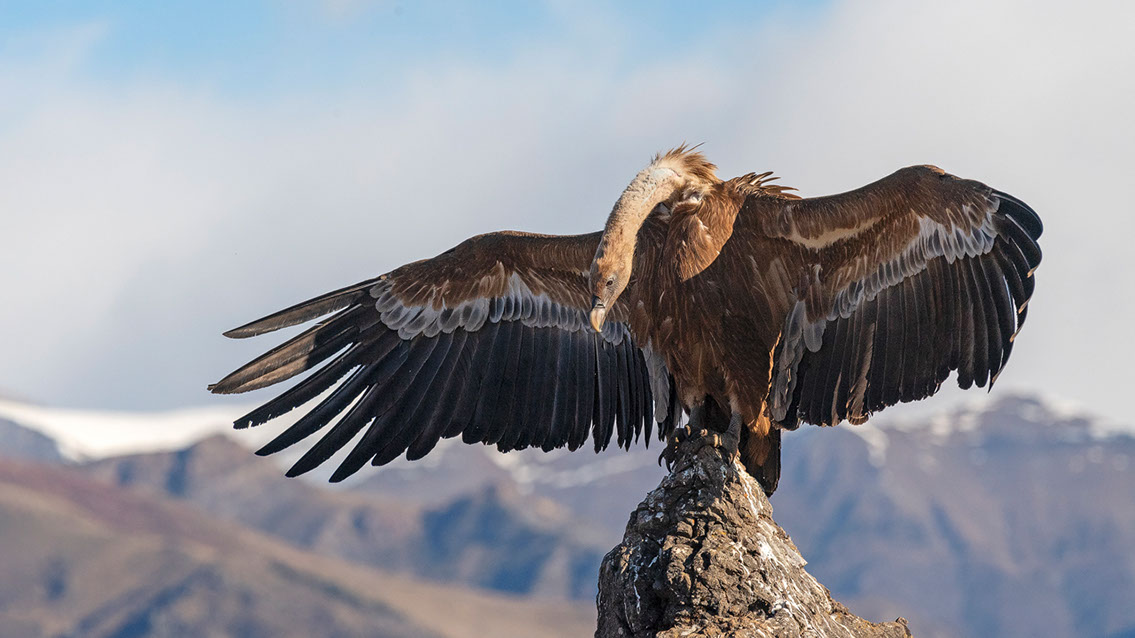 Bartgeier, Gypaète Barbu, Quebrantahuesos, Lämmergeier, Lammergeier, 