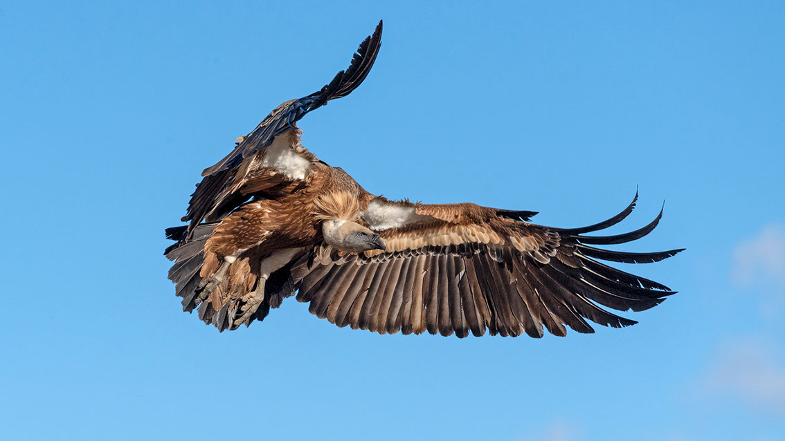 Bartgeier, Gypaète Barbu, Quebrantahuesos, Lämmergeier, Lammergeier, 