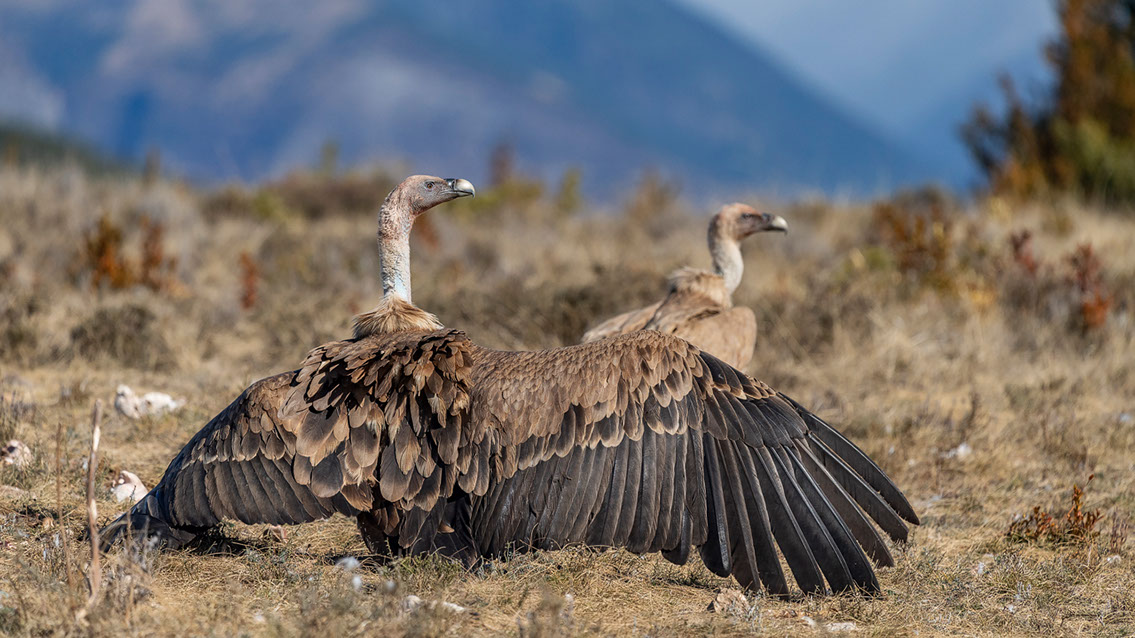 Bartgeier, Gypaète Barbu, Quebrantahuesos, Lämmergeier, Lammergeier, 