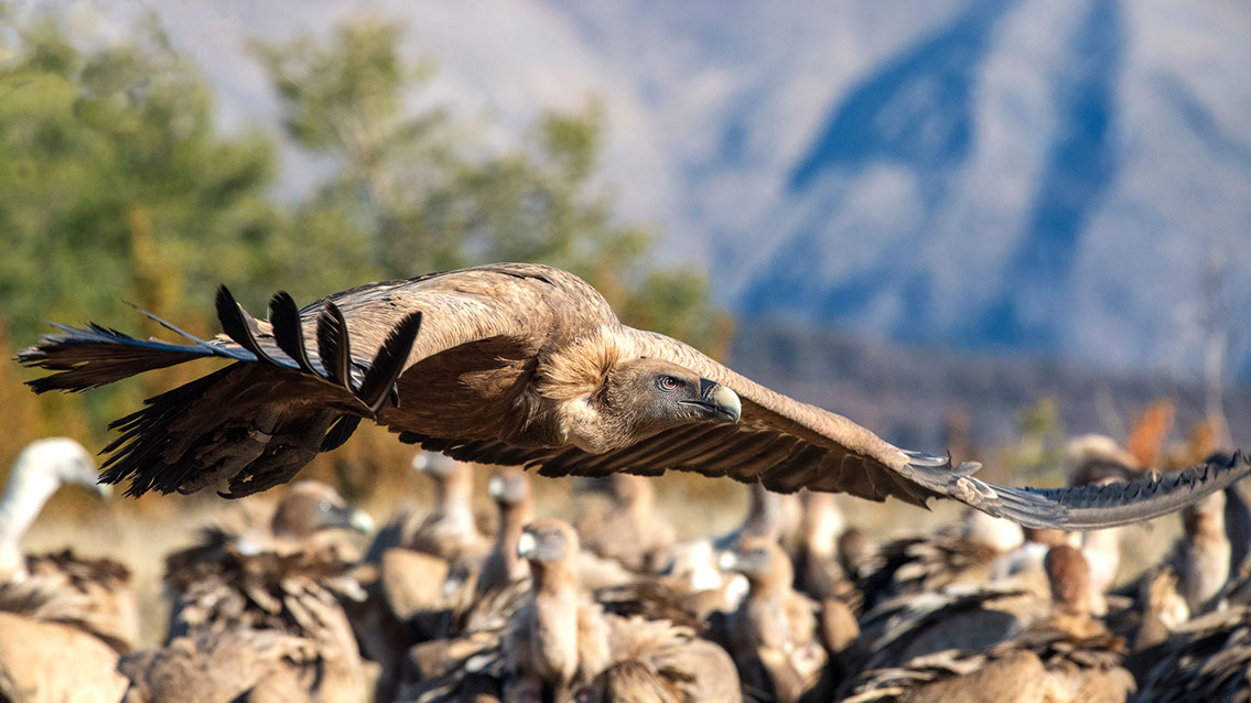 Bartgeier, Gypaète Barbu, Quebrantahuesos, Lämmergeier, Lammergeier, 