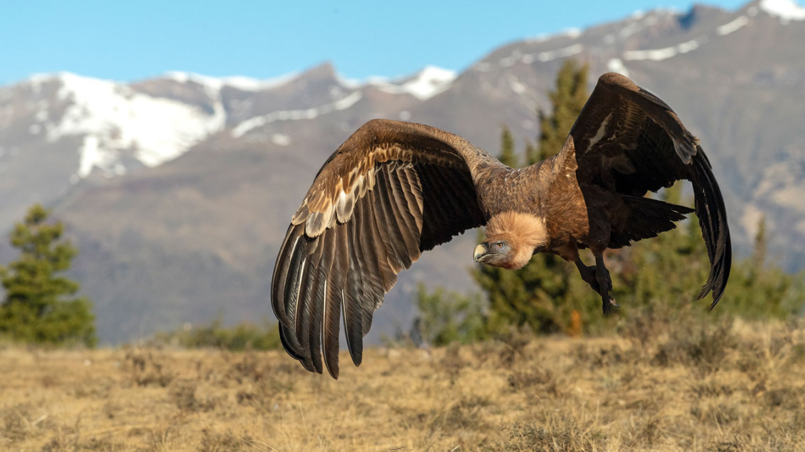 Bartgeier, Gypaète Barbu, Quebrantahuesos, Lämmergeier, Lammergeier, 