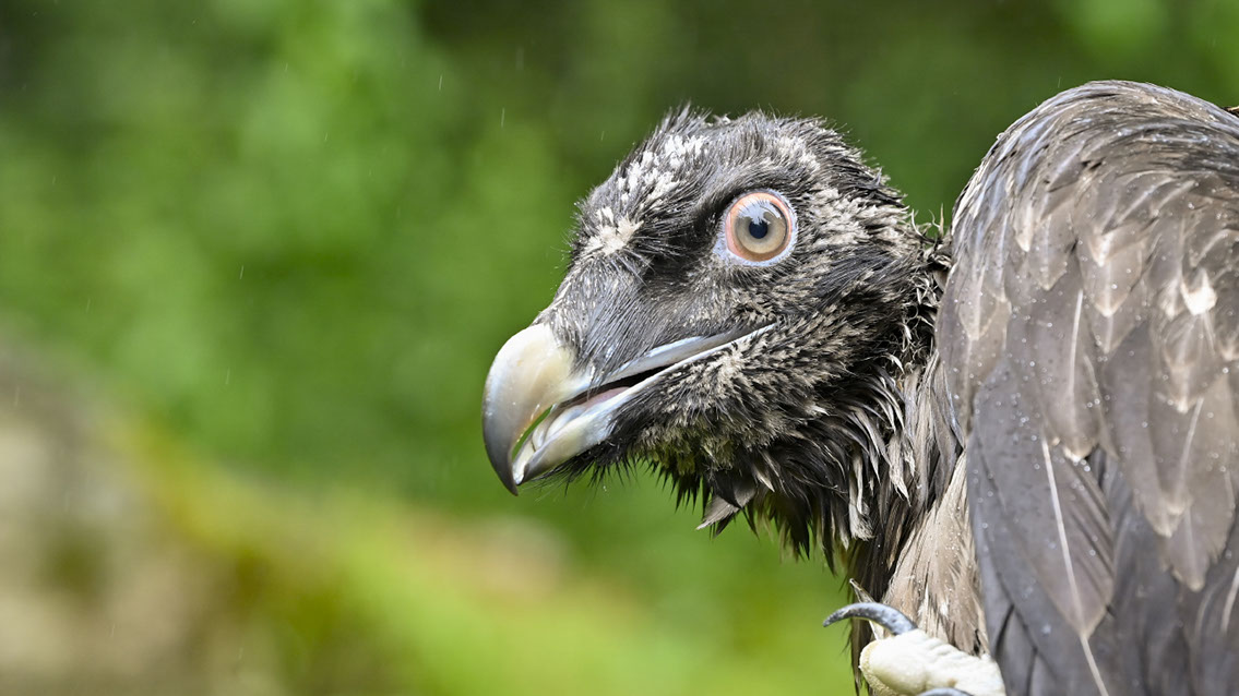 Bartgeier Bartgeier, Gypaète Barbu, Quebrantahuesos, Lämmergeier, Lammergeier,