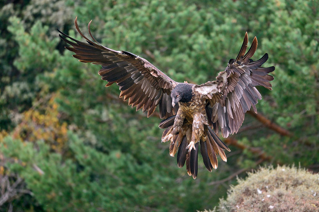 Bartgeier, Gypaète Barbu, Quebrantahuesos, Lämmergeier, Lammergeier, 
