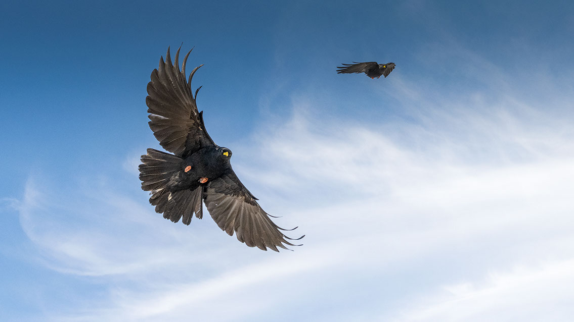 Bartgeier, Gypaète Barbu, Quebrantahuesos, Lämmergeier, Lammergeier, 