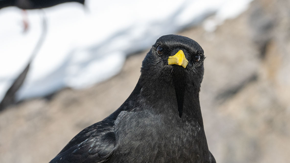 Bartgeier, Gypaète Barbu, Quebrantahuesos, Lämmergeier, Lammergeier, 