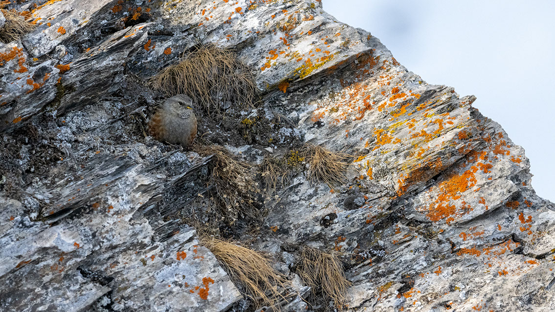 Bartgeier, Gypaète Barbu, Quebrantahuesos, Lämmergeier, Lammergeier, 