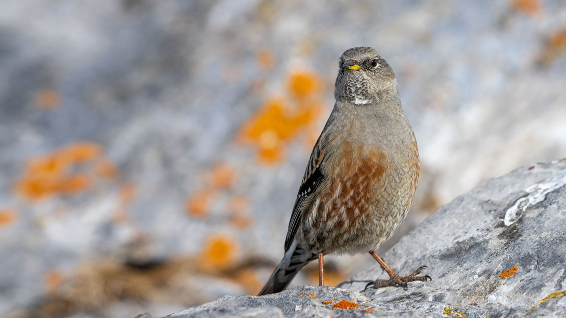 Bartgeier, Gypaète Barbu, Quebrantahuesos, Lämmergeier, Lammergeier, 