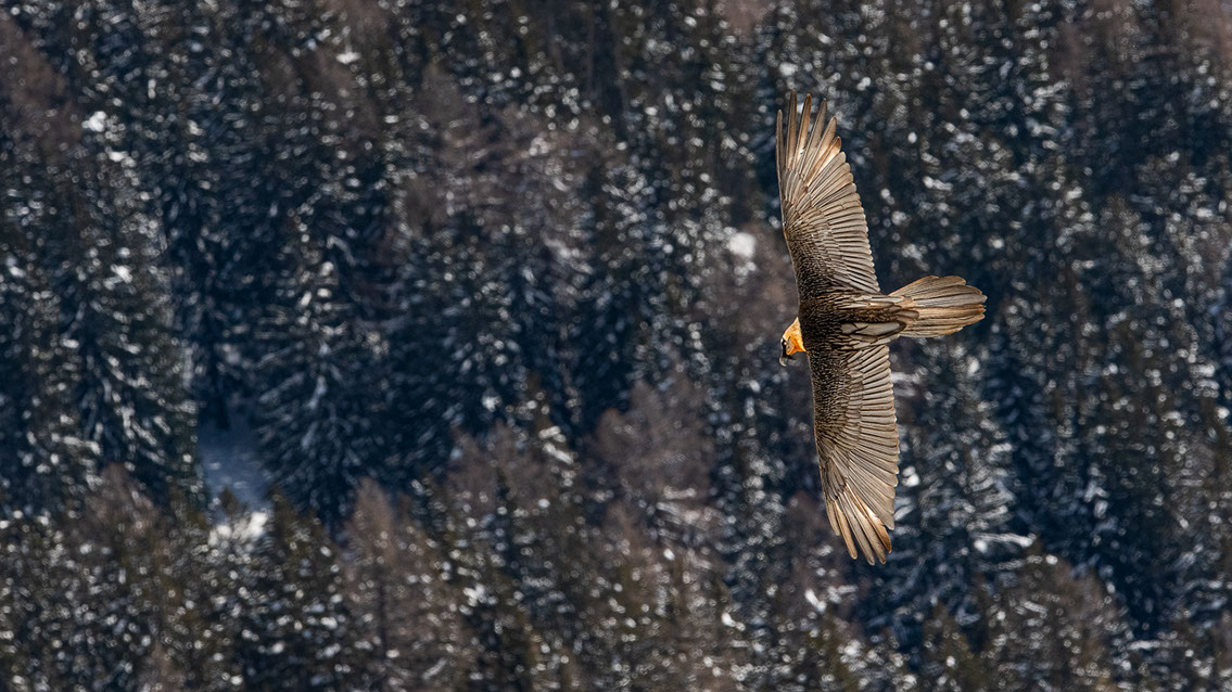 Bartgeier Schweiz Alpen fliegend Adult Gyaéte en vol Lammergeier Bearded Vulture