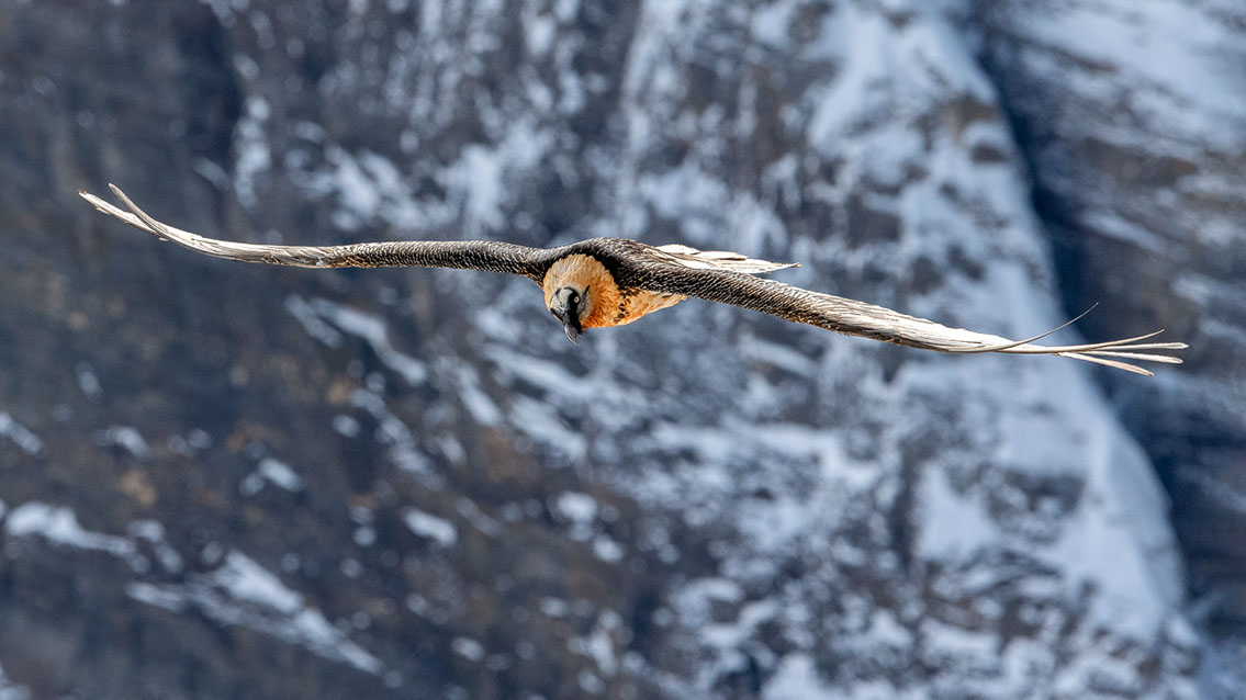 Bartgeier Schweiz Alpen fliegend Adult Gyaéte en vol Lammergeier Bearded Vulture