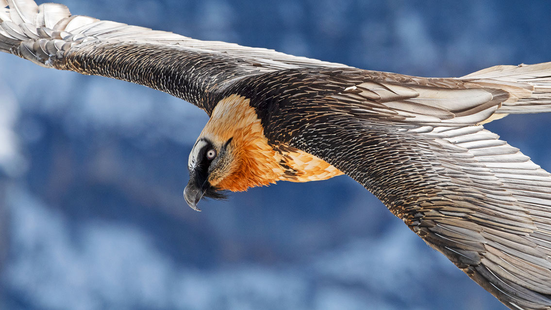 Bartgeier Schweiz Alpen fliegend Adult Gyaéte en vol Lammergeier Bearded Vulture