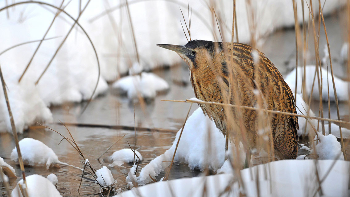 Bartgeier, Gypaète Barbu, Quebrantahuesos, Lämmergeier, Lammergeier, 