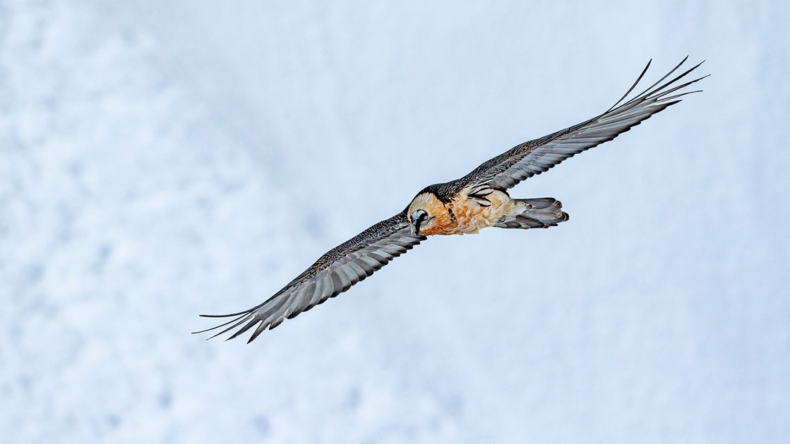 Bartgeier Schweiz Alpen fliegend Adult Gyaéte en vol Lammergeier Bearded Vulture