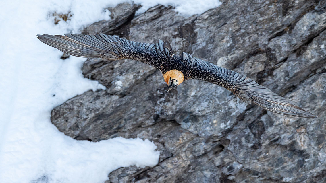 Bartgeier Schweiz Alpen fliegend Adult Gyaéte en vol Lammergeier Bearded Vulture