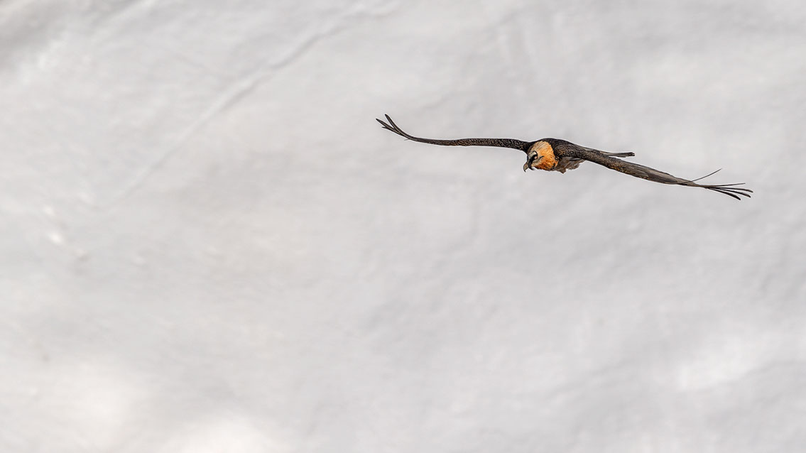 Bartgeier Schweiz Alpen fliegend Adult Gyaéte en vol Lammergeier Bearded Vulture