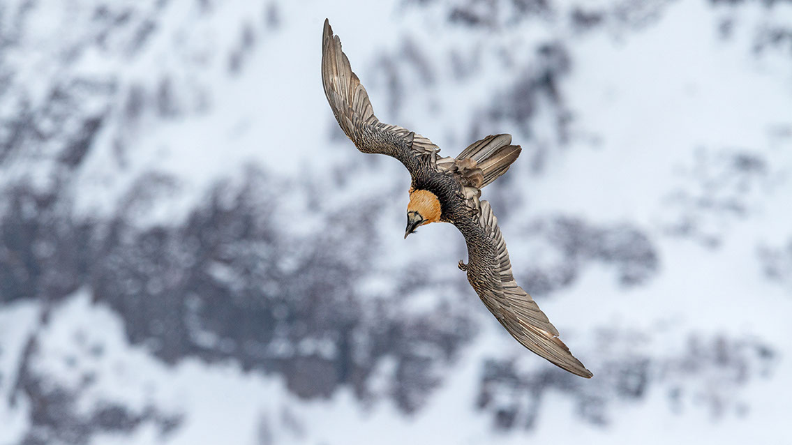Bartgeier Schweiz Alpen fliegend Adult Gyaéte en vol Lammergeier Bearded Vulture
