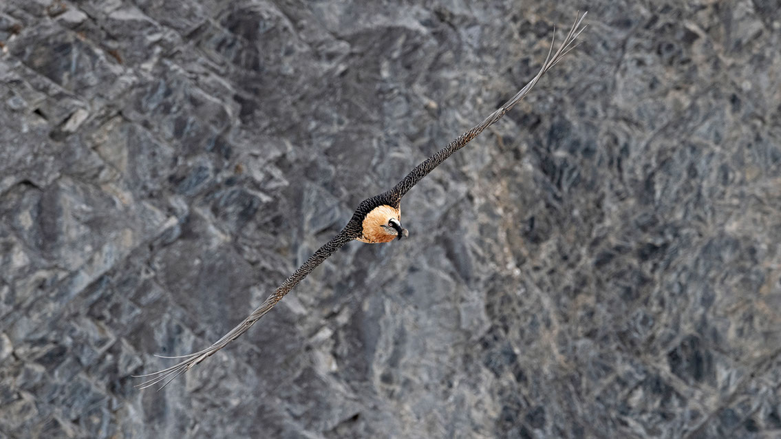 Bartgeier Schweiz Alpen fliegend Adult Gyaéte en vol Lammergeier Bearded Vulture
