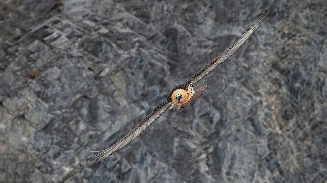 Bartgeier Schweiz Alpen fliegend Adult Gyaéte en vol Lammergeier Bearded Vulture