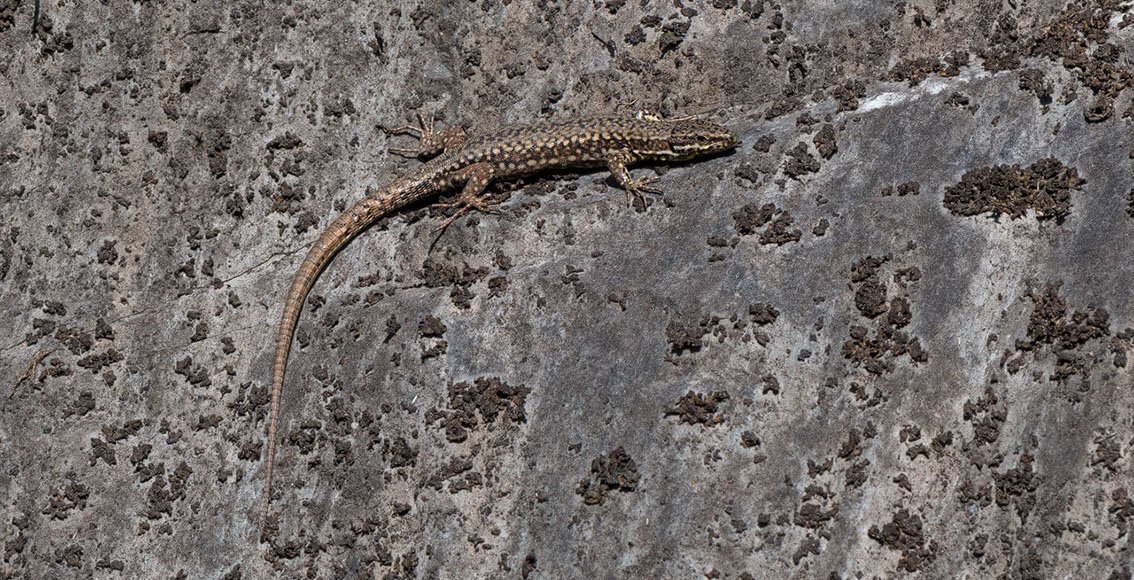 Bartgeier, Gypaète Barbu, Quebrantahuesos, Lämmergeier, Lammergeier, 