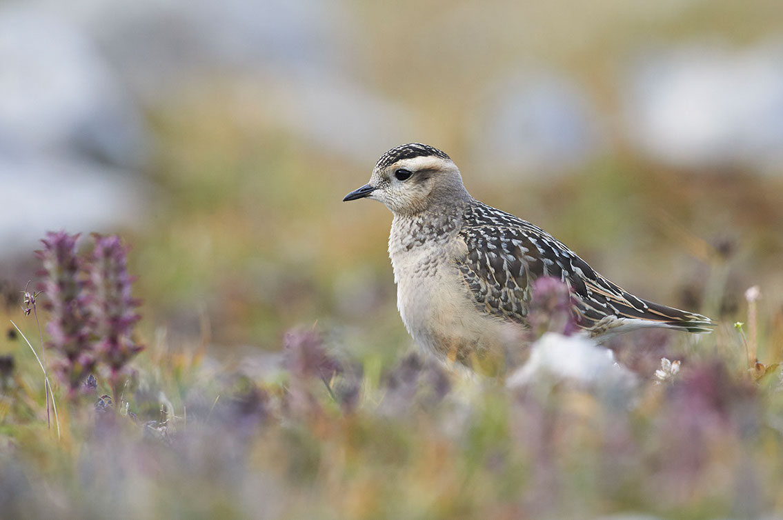 Bartgeier, Gypaète Barbu, Quebrantahuesos, Lämmergeier, Lammergeier, 