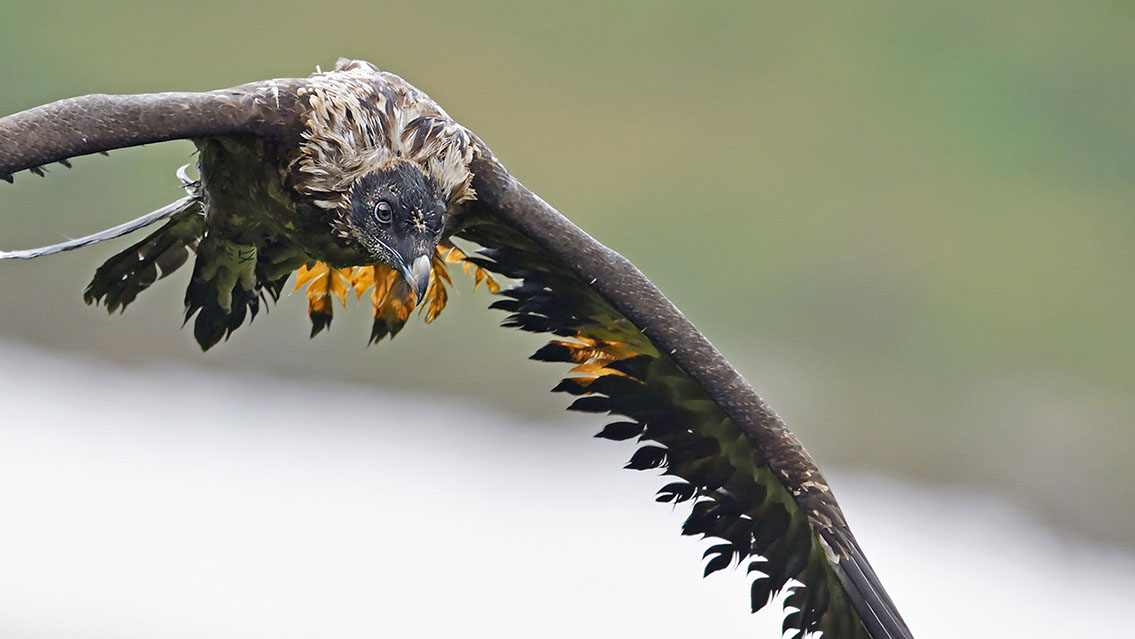 Bartgeier Schweiz Alpen fliegend Adult Gyaéte en vol Lammergeier Bearded Vulture