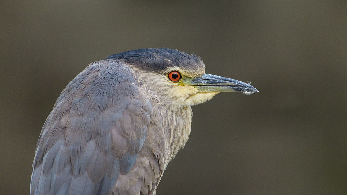 Bartgeier, Gypaète Barbu, Quebrantahuesos, Lämmergeier, Lammergeier, 