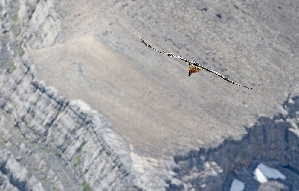 Bartgeier, Gipeto, Lammergeier, Bearded Vulture, Gypaète, Gypaetus barbatus, fliegend, sitzend, Alpen, Swiss Alps, 