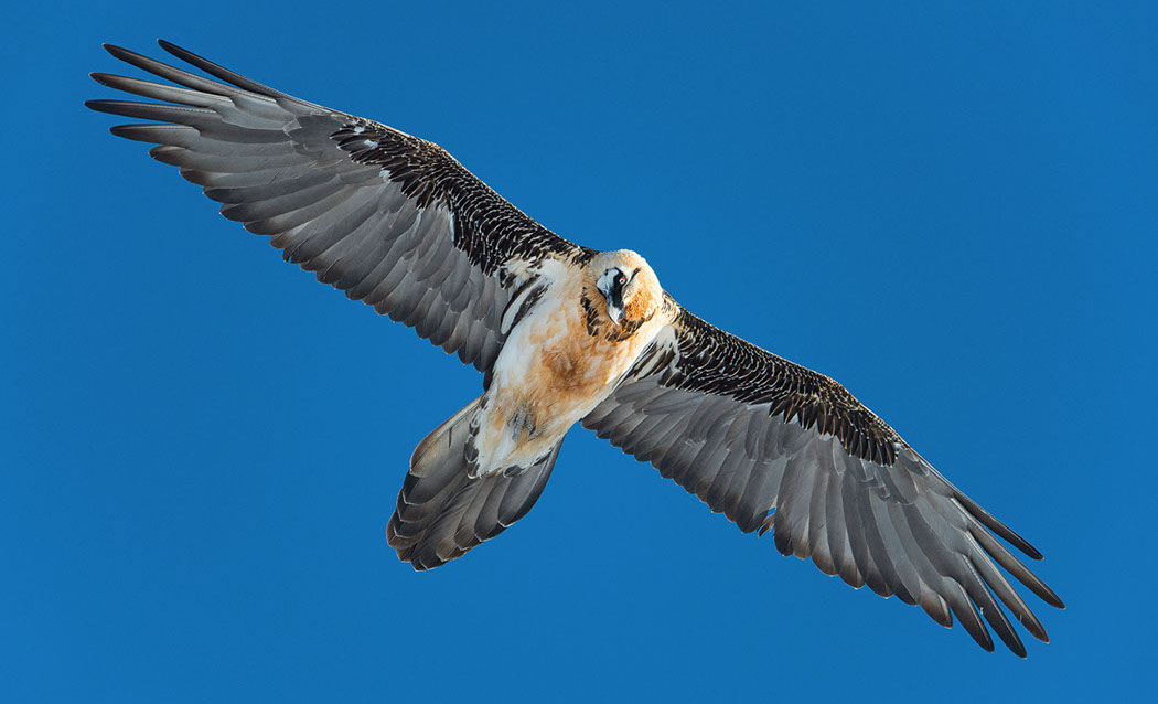 Bartgeier, Gipeto, Lammergeier, Bearded Vulture, Gypaète, Gypaetus barbatus, fliegend, sitzend, Alpen, Swiss Alps, 