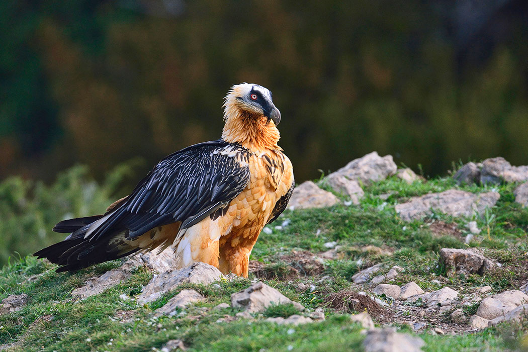 Bartgeier, Gypaète Barbu, Quebrantahuesos, Lämmergeier, Lammergeier, 