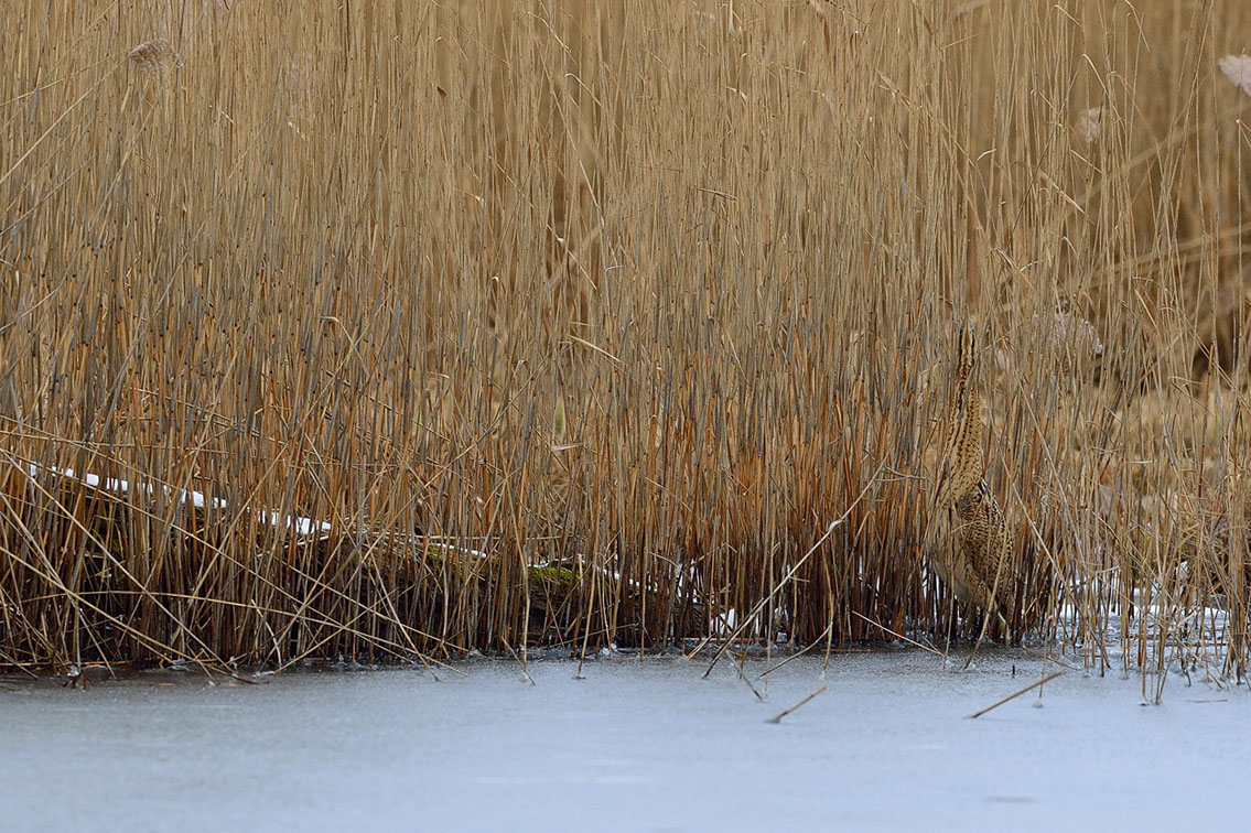Bartgeier, Gypaète Barbu, Quebrantahuesos, Lämmergeier, Lammergeier, 