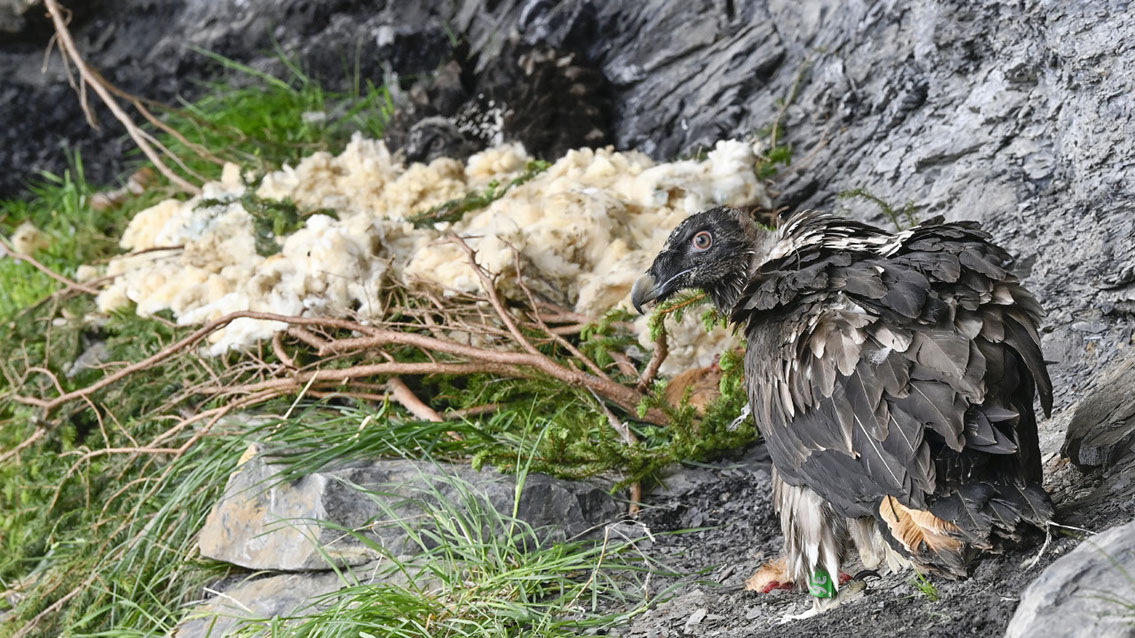 Bartgeier Bartgeier, Gypaète Barbu, Quebrantahuesos, Lämmergeier, Lammergeier,