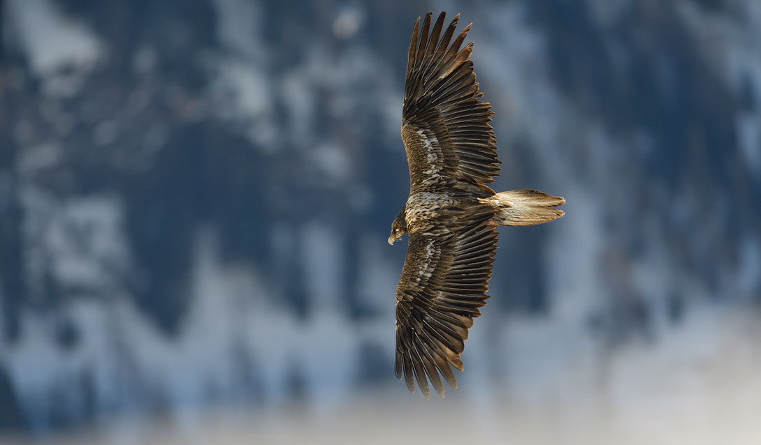 Bartgeier Schweiz Alpen fliegend Adult Gyaéte en vol Lammergeier Bearded Vulture