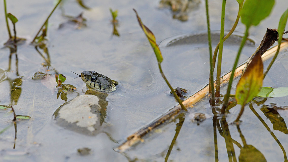 Bartgeier, Gypaète Barbu, Quebrantahuesos, Lämmergeier, Lammergeier, 