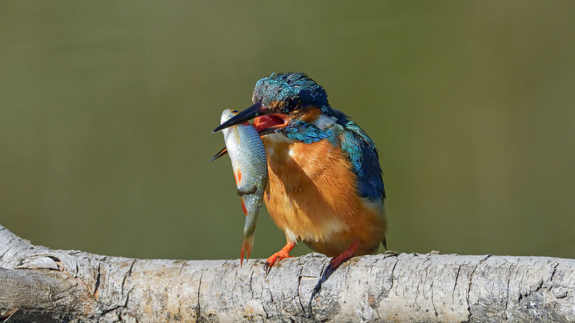 Bartgeier Bartgeier, Gypaète Barbu, Quebrantahuesos, Lämmergeier, Lammergeier,