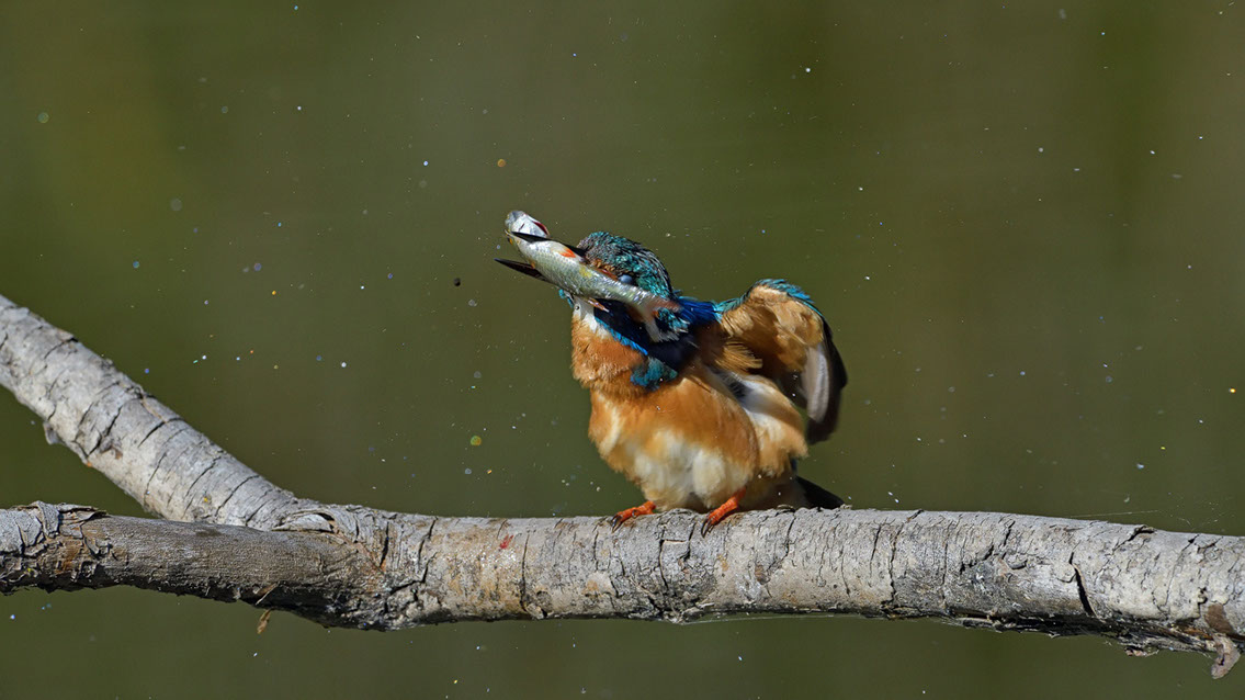 Bartgeier Bartgeier, Gypaète Barbu, Quebrantahuesos, Lämmergeier, Lammergeier,