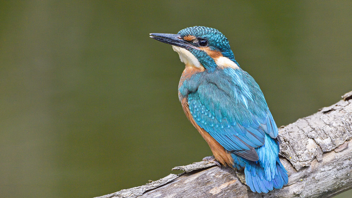 Bartgeier Bartgeier, Gypaète Barbu, Quebrantahuesos, Lämmergeier, Lammergeier,