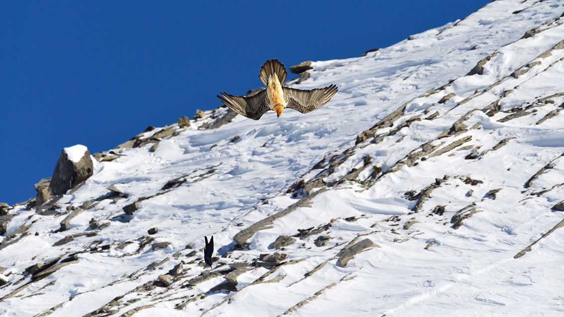 Bartgeier Schweiz Alpen fliegend Adult Gyaéte en vol Lammergeier Bearded Vulture