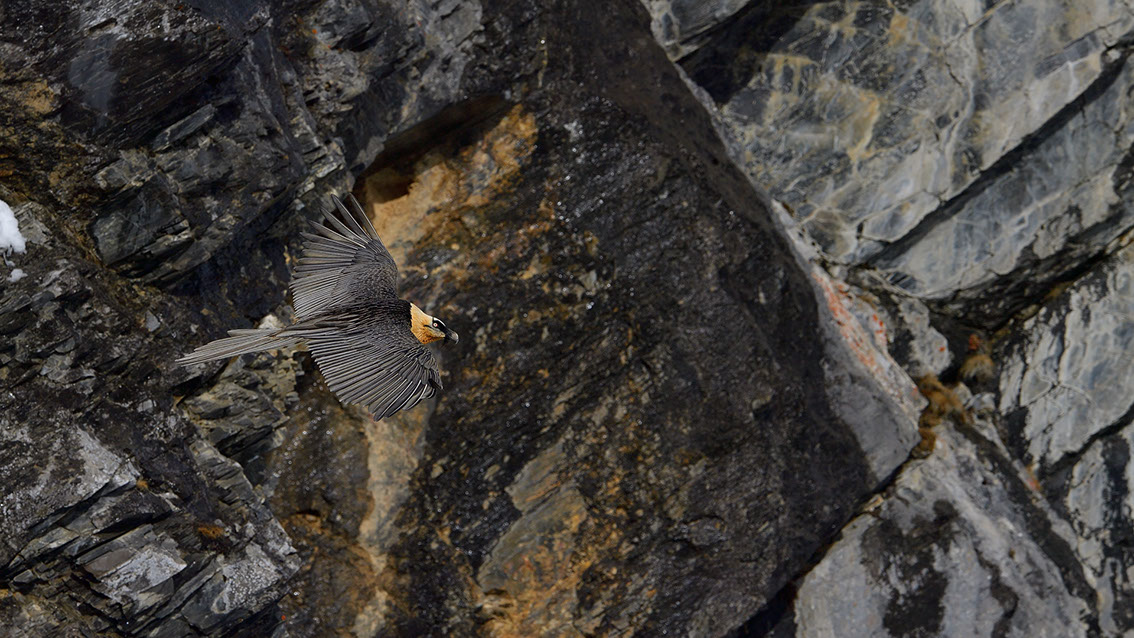 Bartgeier Schweiz Alpen fliegend Adult Gyaéte en vol Lammergeier Bearded Vulture