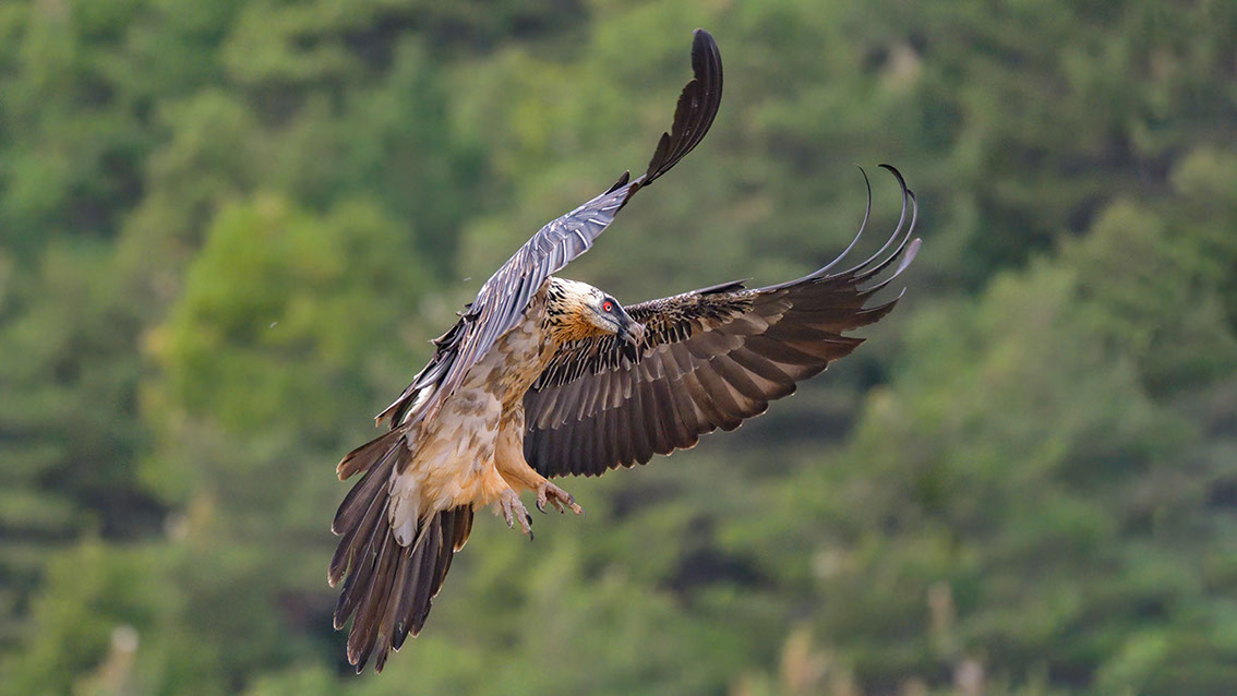 Bartgeier, Gypaète Barbu, Quebrantahuesos, Lämmergeier, Lammergeier, 