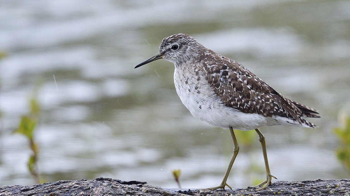 Bartgeier, Gypaète Barbu, Quebrantahuesos, Lämmergeier, Lammergeier, 