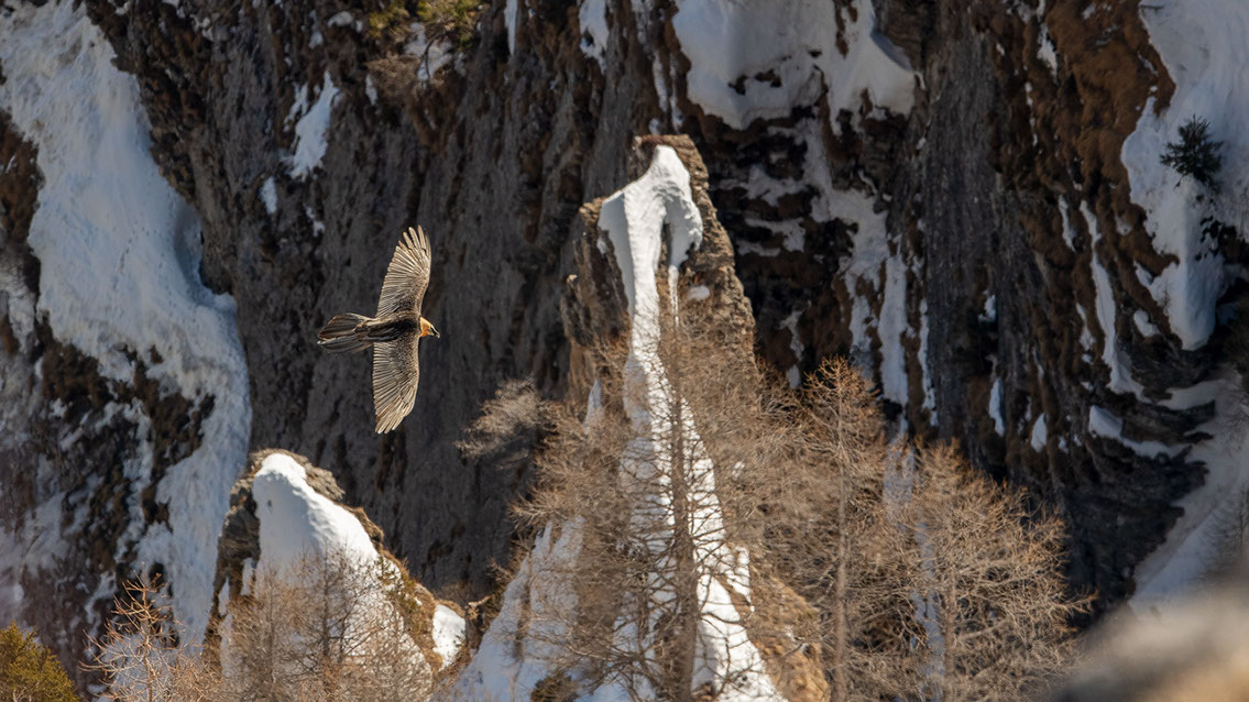 Bartgeier Schweiz Alpen fliegend Adult Gyaéte en vol Lammergeier Bearded Vulture