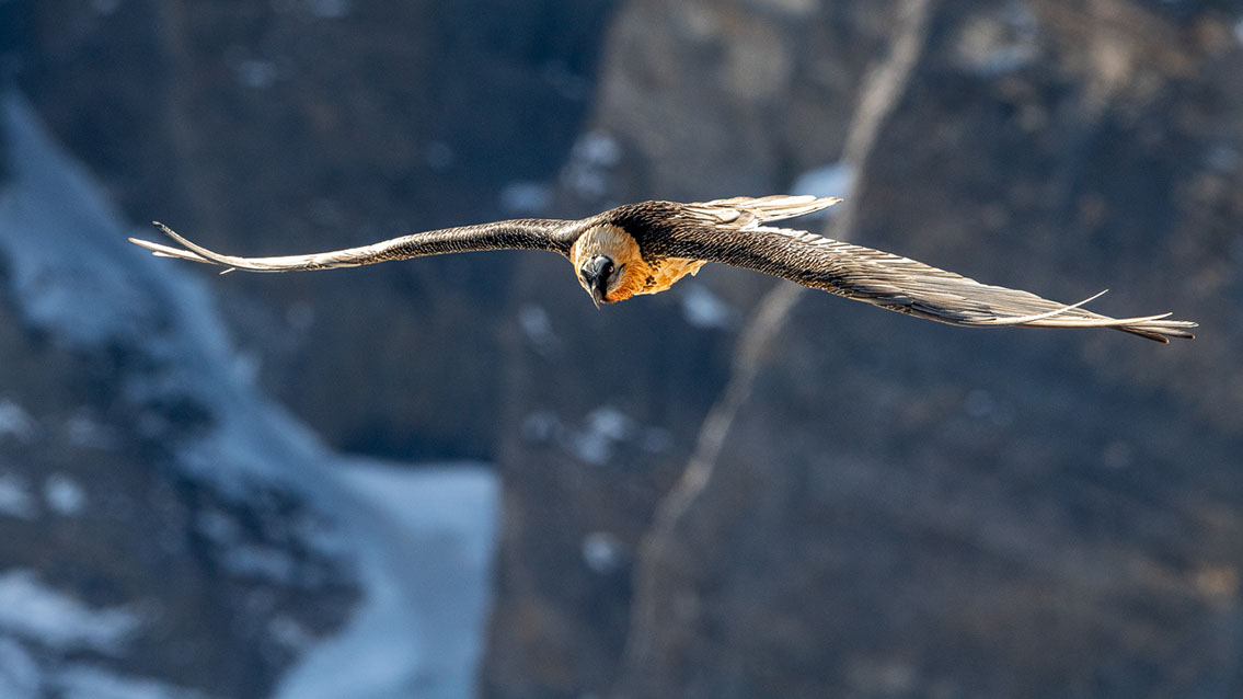 Bartgeier Schweiz Alpen fliegend Adult Gyaéte en vol Lammergeier Bearded Vulture