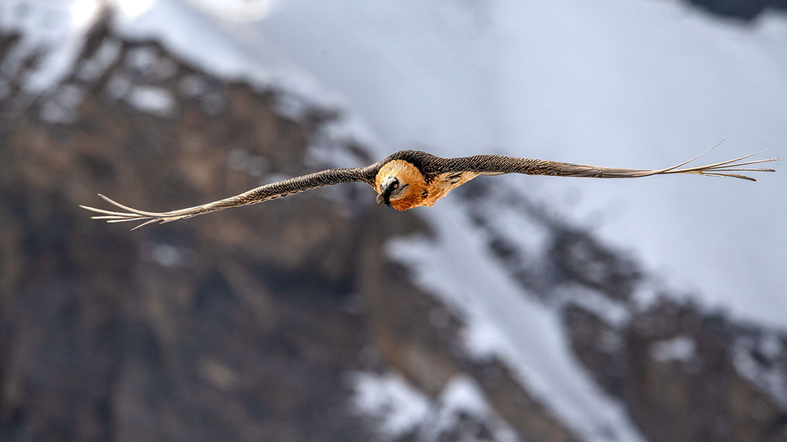 Bartgeier Schweiz Alpen fliegend Adult Gyaéte en vol Lammergeier Bearded Vulture