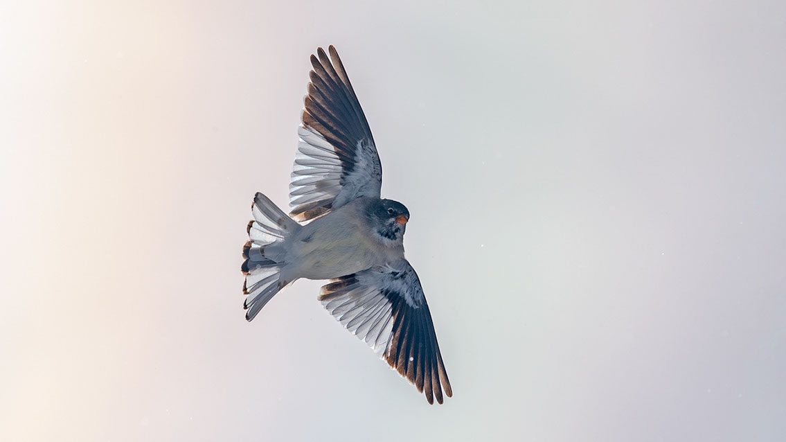 Bartgeier, Gypaète Barbu, Quebrantahuesos, Lämmergeier, Lammergeier, 