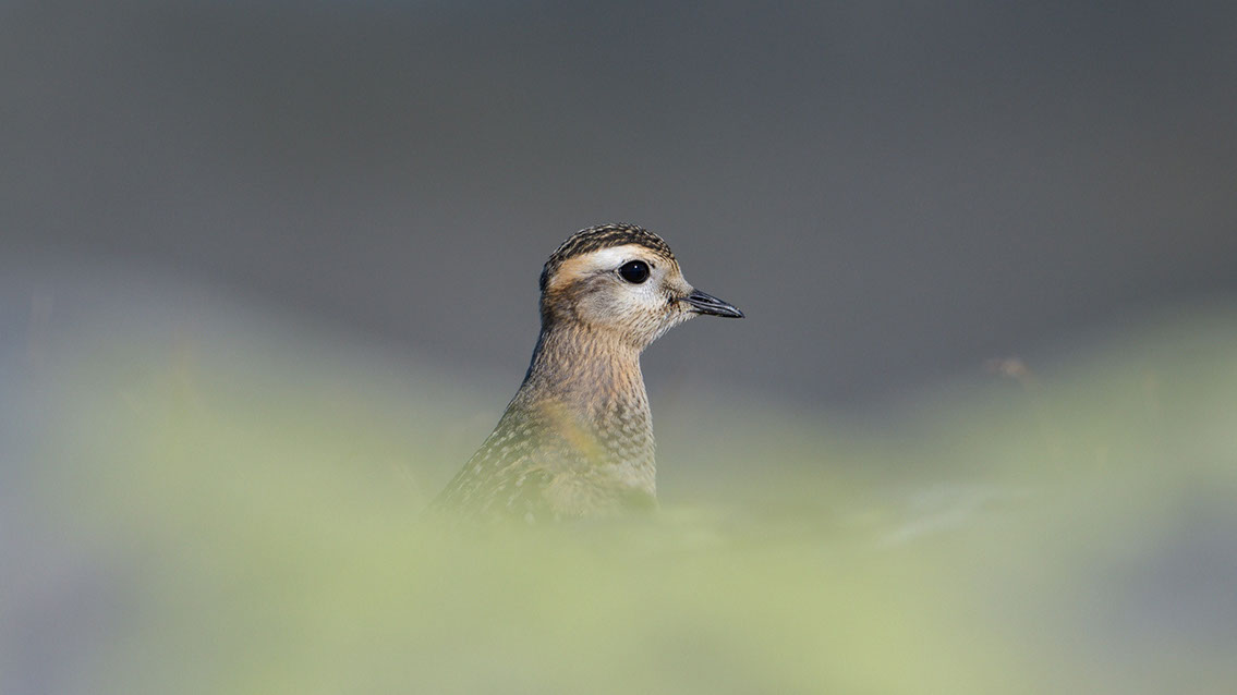 Bartgeier, Gypaète Barbu, Quebrantahuesos, Lämmergeier, Lammergeier, 