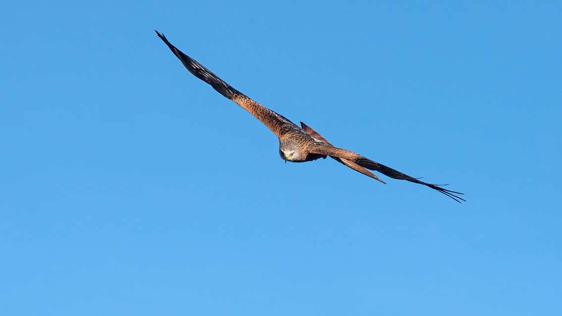 Bartgeier, Gypaète Barbu, Quebrantahuesos, Lämmergeier, Lammergeier, 