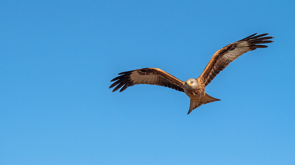 Bartgeier, Gypaète Barbu, Quebrantahuesos, Lämmergeier, Lammergeier, 
