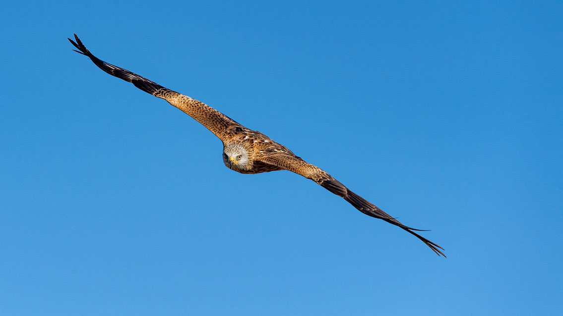Bartgeier, Gypaète Barbu, Quebrantahuesos, Lämmergeier, Lammergeier, 